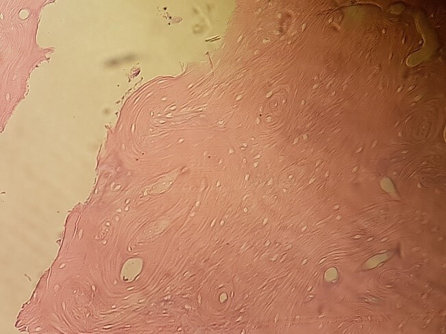 Histologías Biomod